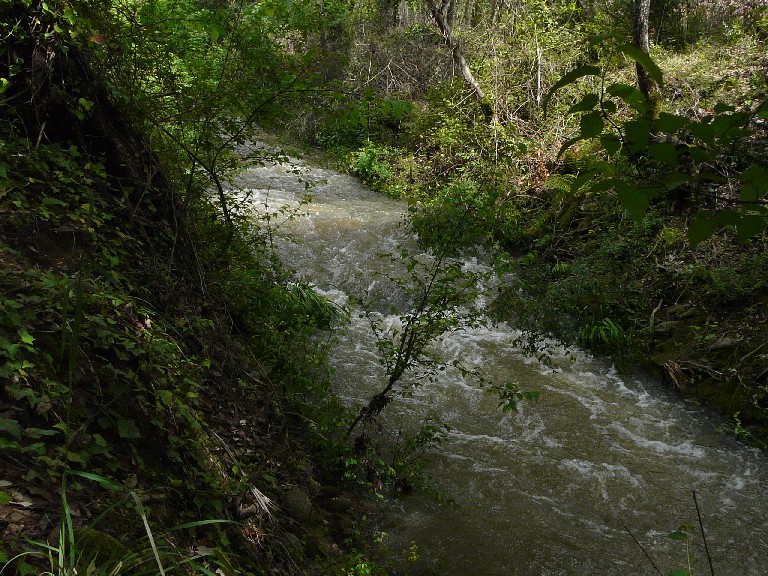 Salamandrine di Maremma